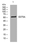 Anti-CES5A antibody (278-328 aa) (STJ194404) – Figure 1 of 1