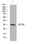 Anti-OR2T29 antibody (137-187 aa) (STJ194406) – Figure 1 of 1