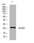 Anti-OCIAD1 antibody (114-164 aa) (STJ194408) – Figure 1 of 1