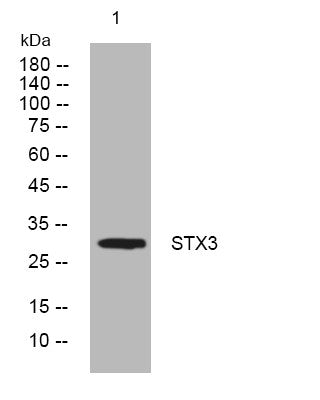 Anti-STX3 antibody (6-56 aa) (STJ194412) – Figure 1 of 1