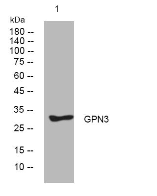 Anti-GPN3 antibody (184-234 aa) (STJ194415) – Figure 1 of 1