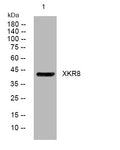 Anti-XKR8 antibody (111-161 aa) (STJ194421) – Figure 1 of 1