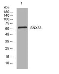 Anti-SNX33 antibody (55-105 aa) (STJ194429) – Figure 1 of 1