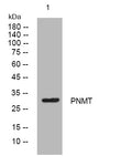 Anti-PNMT antibody (96-146 aa) (STJ194434) – Figure 1 of 1