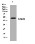 Anti-LRRC24 antibody (265-315 aa) (STJ194438) – Figure 1 of 1