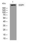 Anti-DOP1A antibody (1543-1593 aa) (STJ194444) – Figure 1 of 1