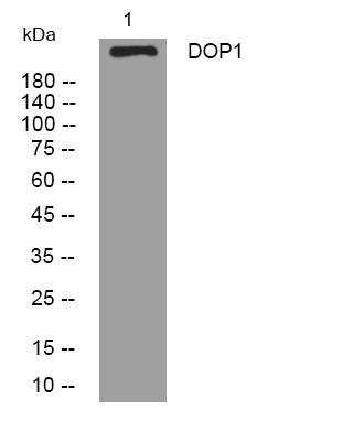 Anti-DOP1A antibody (1543-1593 aa) (STJ194444) – Figure 1 of 1