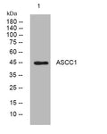 Anti-ASCC1 antibody (289-339 aa) (STJ194445) – Figure 1 of 1
