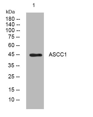 Anti-ASCC1 antibody (289-339 aa) (STJ194445) – Figure 1 of 1