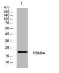 Anti-RBM8A antibody (118-168 aa) (STJ194449) – Figure 1 of 1