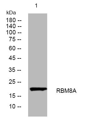 Anti-RBM8A antibody (118-168 aa) (STJ194449) – Figure 1 of 1