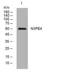 Anti-NXPE4 antibody (165-215 aa) (STJ194451) – Figure 1 of 1