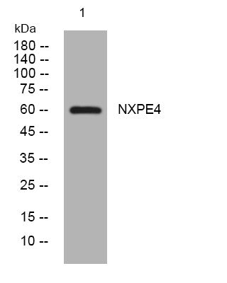 Anti-NXPE4 antibody (165-215 aa) (STJ194451) – Figure 1 of 1