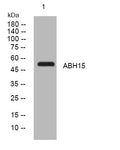 Anti-ABHD15 antibody (101-151 aa) (STJ194462) – Figure 1 of 1