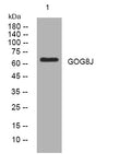 Anti-GOLGA8J antibody (201-251 aa) (STJ194465) – Figure 1 of 1