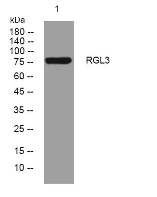 Anti-RGL3 antibody (601-651 aa) (STJ194469) – Figure 1 of 1
