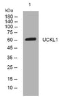 Anti-UCKL1 antibody (223-273 aa) (STJ194479) – Figure 1 of 1