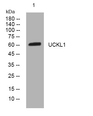 Anti-UCKL1 antibody (223-273 aa) (STJ194479) – Figure 1 of 1