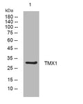 Anti-TMX1 antibody (223-273 aa) (STJ194480) – Figure 1 of 1