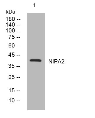 Anti-NIPA2 antibody (175-225 aa) (STJ194481) – Figure 1 of 1