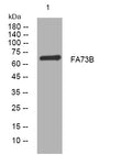 Anti-MIGA2 antibody (6-56 aa) (STJ194495) – Figure 1 of 1