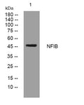 Anti-NFIB antibody (348-398 aa) (STJ194502) – Figure 1 of 1