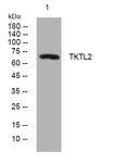 Anti-TKTL2 antibody (484-534 aa) (STJ194511) – Figure 1 of 1