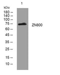 Anti-ZNF800 antibody (360-410 aa) (STJ194513) – Figure 1 of 1