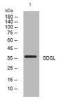 Anti-SDSL antibody (250-300 aa) (STJ194526) – Figure 1 of 1