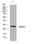 Anti-UBXN1 antibody (56-106 aa) (STJ194533) – Figure 1 of 1