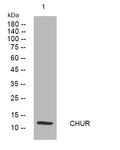 Anti-CHURC1 antibody (51-101 aa) (STJ194548) – Figure 1 of 1