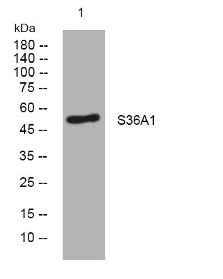 Anti-SLC36A1 antibody (176-226 aa) (STJ194550) – Figure 1 of 1