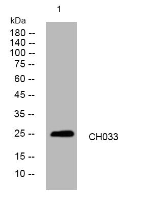 Anti-C8orf33 antibody (161-211 aa) (STJ194553) – Figure 1 of 1