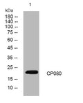 Anti-CFAP20 antibody (33-83 aa) (STJ194569) – Figure 1 of 1