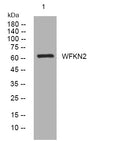 Anti-WFIKKN2 antibody (506-556 aa) (STJ194572) – Figure 1 of 1