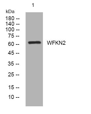 Anti-WFIKKN2 antibody (506-556 aa) (STJ194572) – Figure 1 of 1