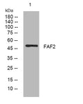 Anti-FAF2 antibody (120-170 aa) (STJ194580) – Figure 1 of 1