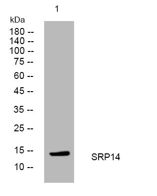 Anti-SRP14 antibody (25-75 aa) (STJ194604) – Figure 1 of 1