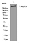 Anti-SHROOM3 antibody (777-827 aa) (STJ194608) – Figure 1 of 1