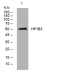 Anti-HP1BP3 antibody (283-333 aa) (STJ194613) – Figure 1 of 1