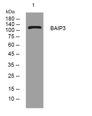 Anti-BAIAP3 antibody (248-298 aa) (STJ194618) – Figure 1 of 1