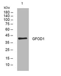 Anti-GFOD1 antibody (77-127 aa) (STJ194638) – Figure 1 of 1