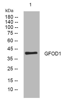 Anti-GFOD1 antibody (77-127 aa) (STJ194638) – Figure 1 of 1