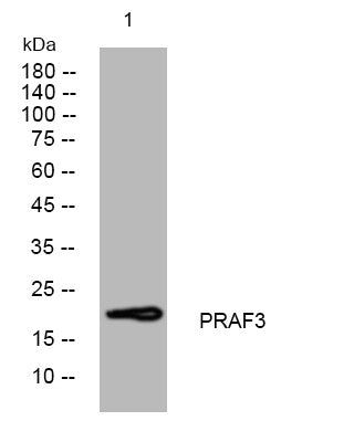Anti-ARL6IP5 antibody (120-170 aa) (STJ194647) – Figure 1 of 1