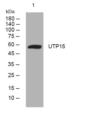 Anti-UTP15 antibody (322-372 aa) (STJ194649) – Figure 1 of 1