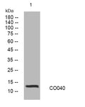 Anti-C15orf40 antibody (16-66 aa) (STJ194657) – Figure 1 of 1