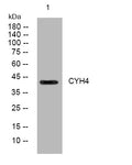 Anti-CYTH4 antibody (150-200 aa) (STJ194663) – Figure 1 of 1