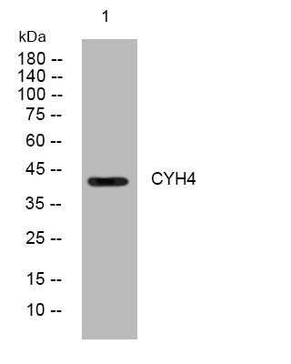 Anti-CYTH4 antibody (150-200 aa) (STJ194663) – Figure 1 of 1