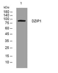 Anti-DZIP1 antibody (73-123 aa) (STJ194668) – Figure 1 of 1