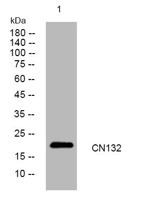 Anti-C14orf132 antibody (58-108 aa) (STJ194671) – Figure 1 of 1
